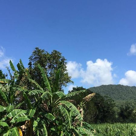 Logement en pleine verdure tropicale -10 min plage Le Morne-Rouge Buitenkant foto