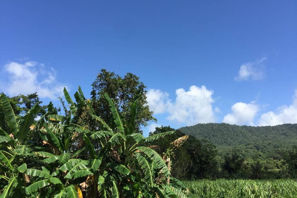 Logement en pleine verdure tropicale -10 min plage Le Morne-Rouge Buitenkant foto