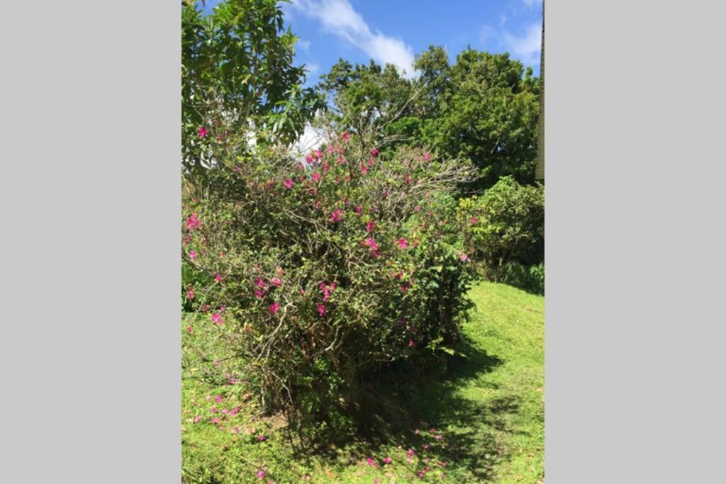 Logement en pleine verdure tropicale -10 min plage Le Morne-Rouge Buitenkant foto